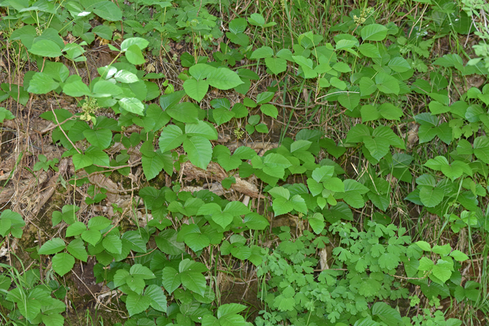 Western Poison Ivy is a native perennial that blooms from April to September and prefers habitats in elevations from 3,000 to 8,000 feet. Toxicodendron rydbergii 
